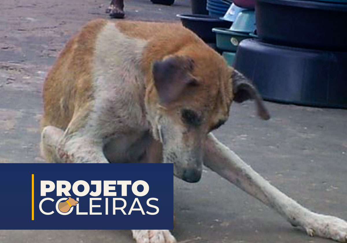 calazar-coleiras-tocantins