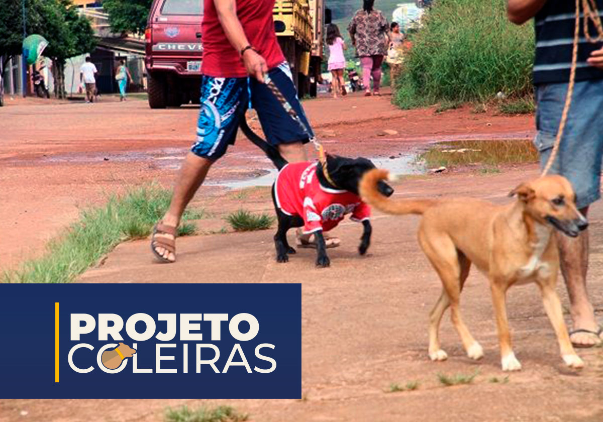 rondonopolis-projeto-coleiras